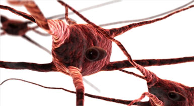 myelin sheath nerves